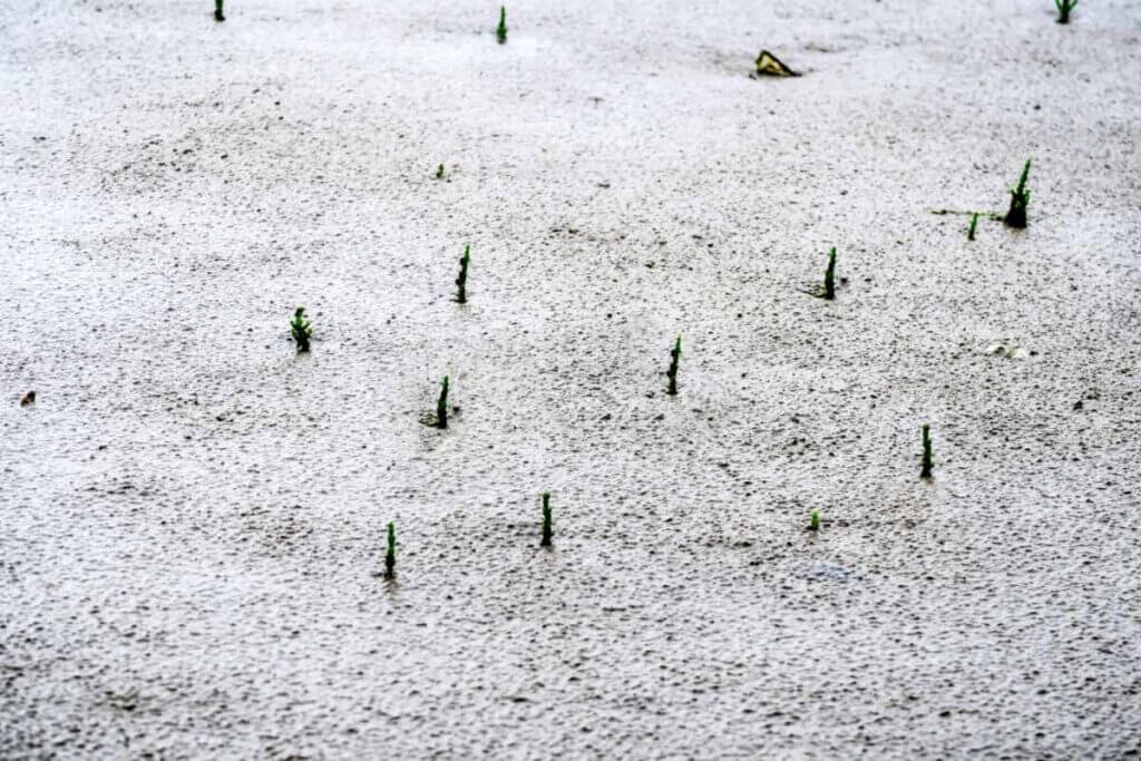 A high-angle photograph of tiny, green glasswort (salicornia) seedlings sparsely sprouting across a wide, wet mudflat patterned with fine, rippled water textures.