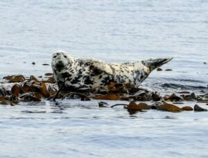 An Atlantic Grey Seal resting on a bed of kelp in the water along the rocky shores of the Farne Islands nature reserve, Northumberland.