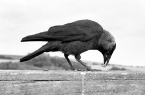 Black and white close-up profile of a Western Jackdaw perched on a wooden fence post near the Flamborough cliff edge cafe in Yorkshire.