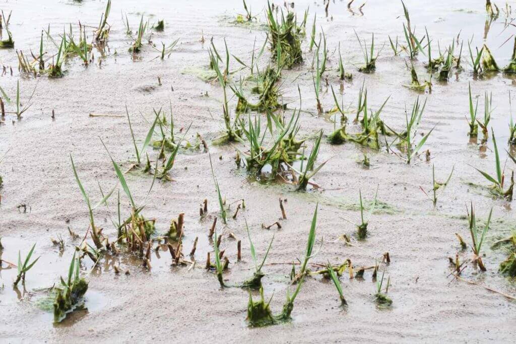 A close-up photograph of bright green shoots of common cordgrass (Spartina anglica) growing scattered across wet, reflective tidal mudflats at low tide can be seen on Pilgrims Way to Holy Island walk.