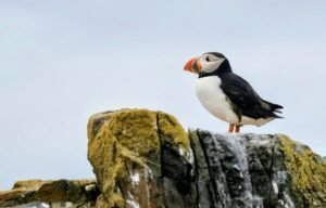 Atlantic Puffin on a cliff face - a great example of UK wildlife photography tips for beginners.