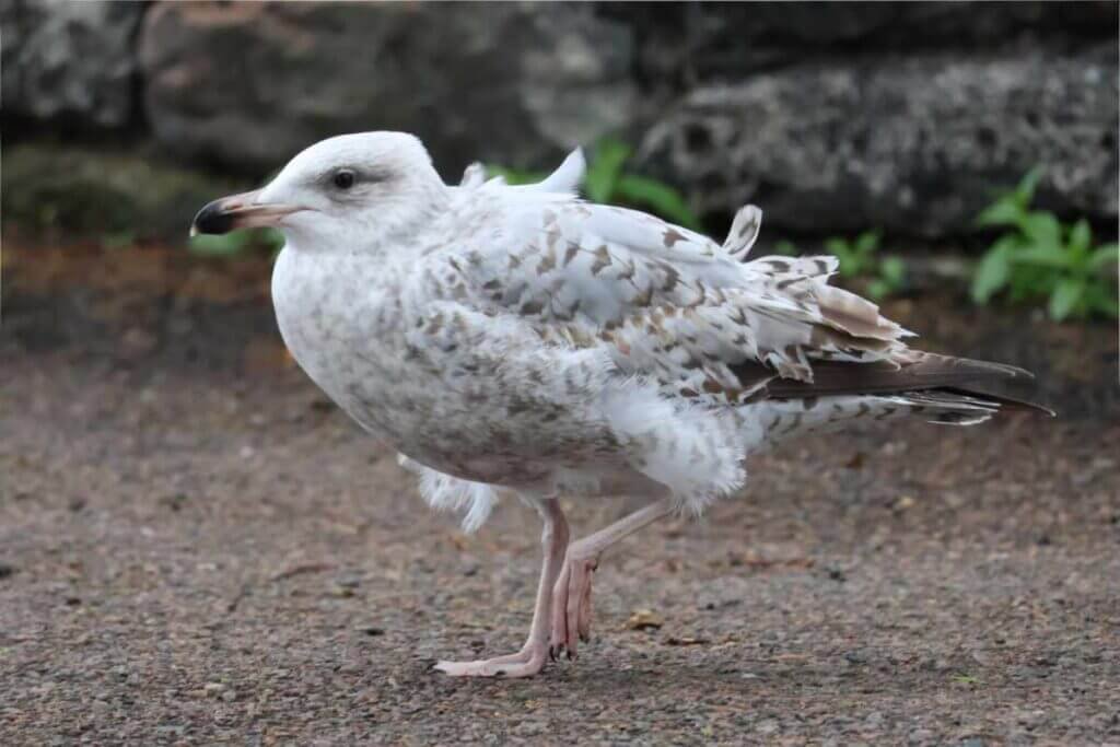 A young juvenile European herring gull standing on a coastal pathway near Lindisfarne National Nature Reserve