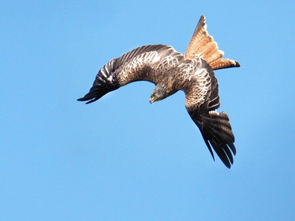 A wild red kite looking downward and curving its wings into a steep dive against a bright blue sky.