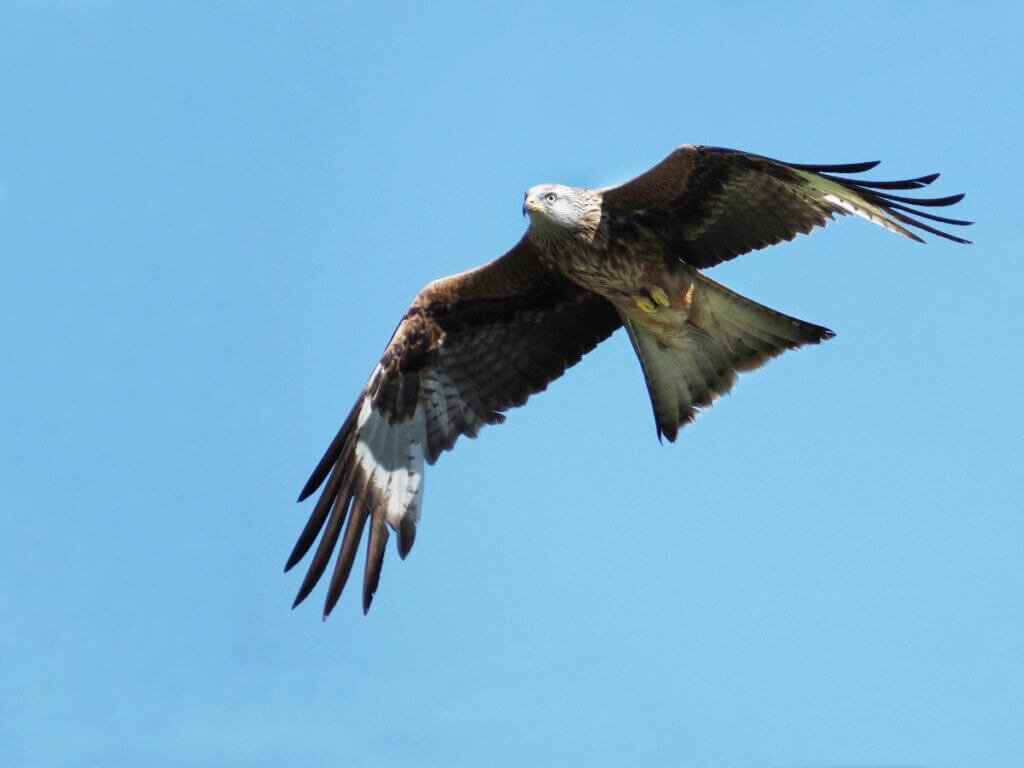 A wild red kite soaring with fully extended wings against a bright blue sky, clearly displaying its white underwing patches and angled tail.