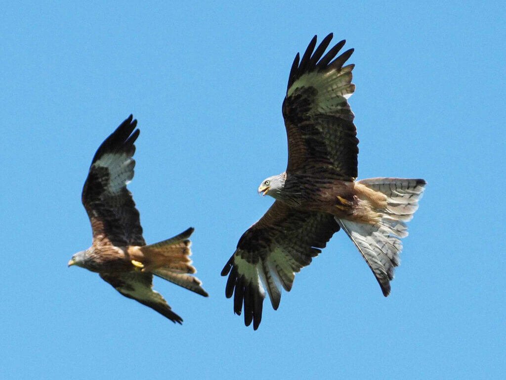 Two wild red kites with forked tails flying together above the Gigrin Farm feeding station against a clear blue sky.
