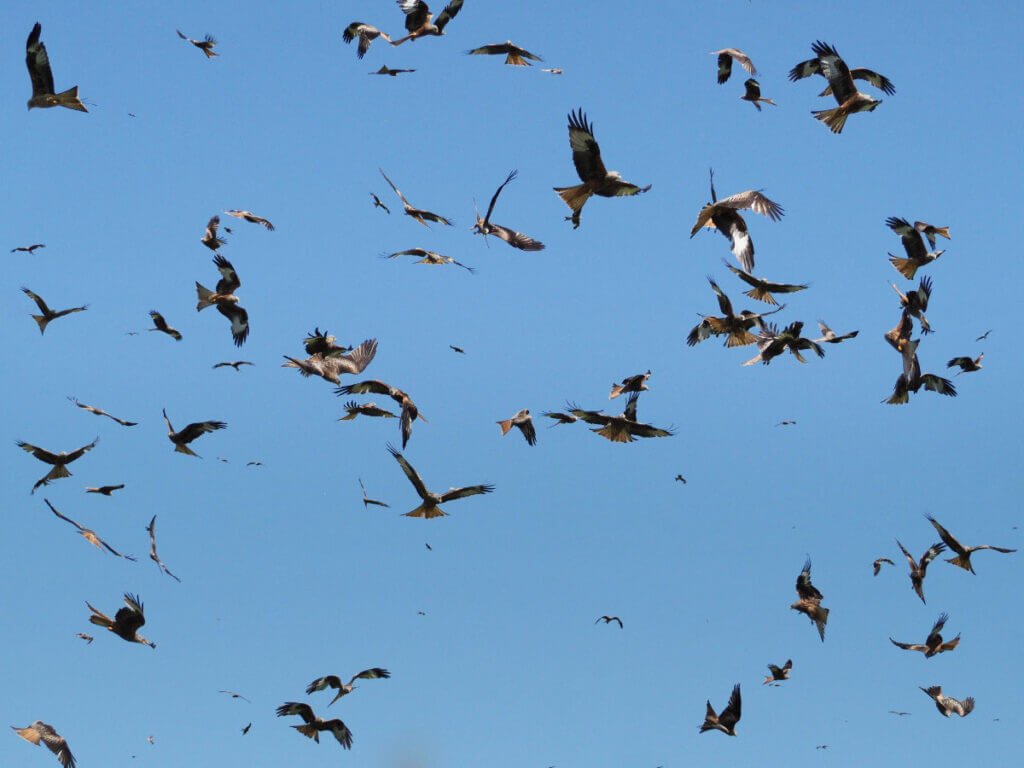 Gigrin Farm Red Kites filling the sky, circling and soaring together against a bright blue background.