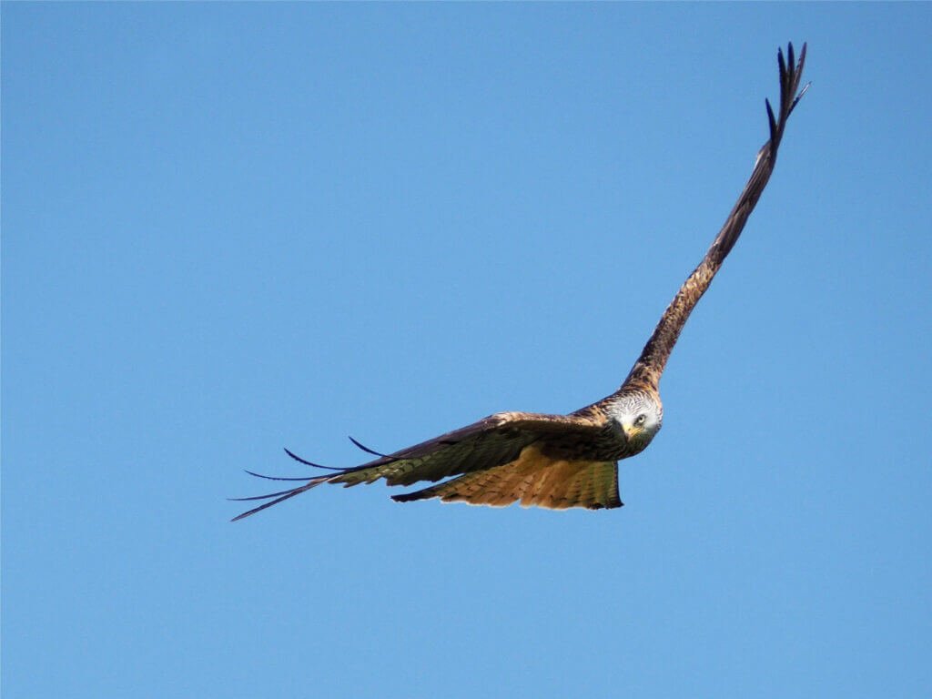 A wild red kite banking steeply mid-flight against a clear blue sky, showcasing its wide wingspan and distinctive pale head.
