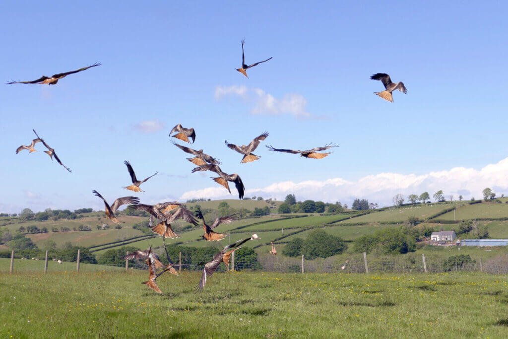 A large flock of wild red kites swooping low over a green grassy field with rolling Welsh hills and fences in the background.